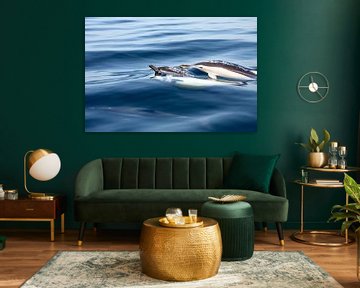 Dolfijnen van Cecile van Essen