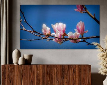 Gewone Magnolia sur Jan van der Knaap