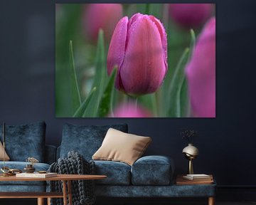 Tulpen