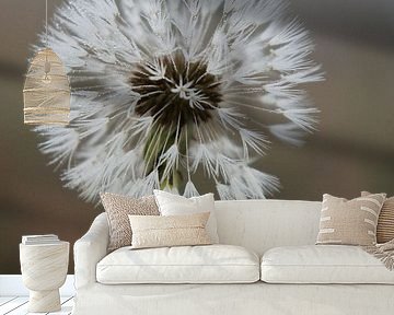 Dandelion seeds by Marion Moerland