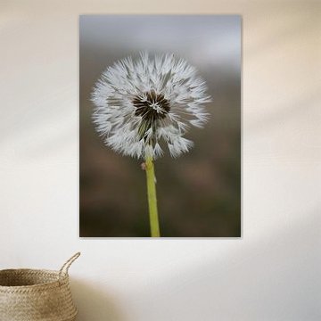 Dandelion seeds by Marion Moerland