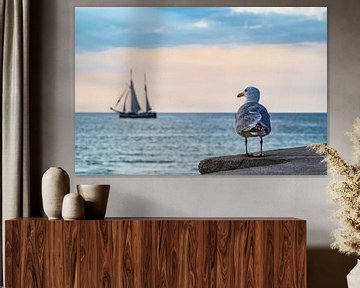 Sailing ship and seagull on the Baltic Sea in Warnemuende, Germany sur Rico Ködder