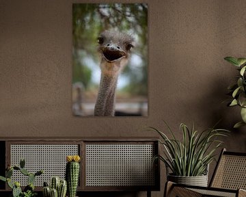 Zuid Afrikaanse struisvogel in Oudtshoorn, Zuid Afrika van Lars Bruin