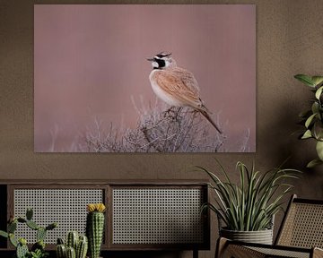 Temminck's Horned Lark (Eremophila bilopha)