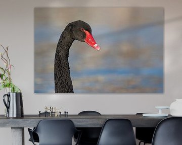 Adult Black Swan (Cygnus atratus) sur AGAMI Photo Agency