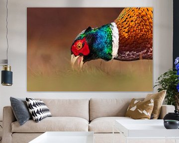 Male Common Pheasant (Phasianus colchicus) by AGAMI Photo Agency