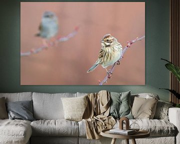 Reed Bunting (Emberiza schoeniclus) von AGAMI Photo Agency