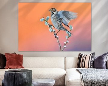 Rietgors (Emberiza schoeniclus) van AGAMI Photo Agency