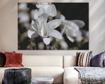 In the back light - star magnolia by Christine Nöhmeier