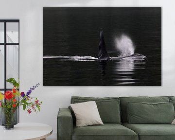 Mannetje Orka (Orcinus orca) von AGAMI Photo Agency
