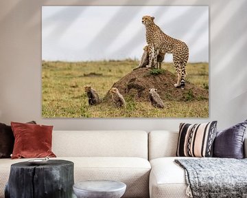 Geparden (Acinonyx jubatus) Mutter mit fünf Jungen, Masai Mara-Nationalpark, Kenia
