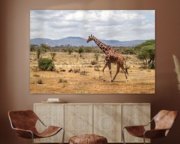Somalische Giraffe (Giraffa camelopardalis reticulata) man lopend door Samburu Nationaal Park, Kenia van Nature in Stock