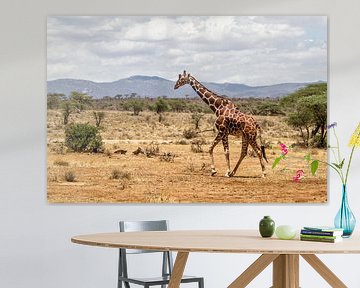 Somalische Giraffe (Giraffa camelopardalis reticulata) Mann, der durch den Samburu Nationalpark, Ken von Nature in Stock