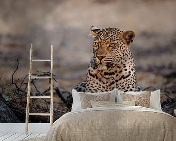 Leopard (Panthera pardus) female resting in the spotlight, Sabi Sands Game Reserve, Mpumalanga, Sout by Nature in Stock