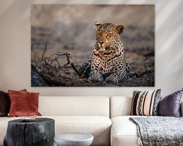 Leopard (Panthera pardus) female resting in the spotlight, Sabi Sands Game Reserve, Mpumalanga, Sout by Nature in Stock