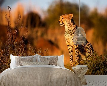Cheetah (Acinonyx jubatus) at sunset, Tiger Canyons Game Reserve, Free State, South Africa by Nature in Stock