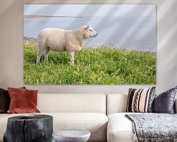 Lamb on Texel.