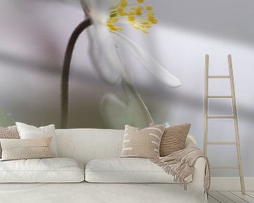 Gorgeous Wood Anemones