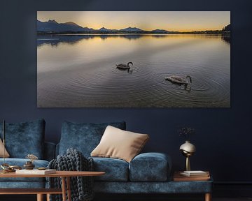 Zwanen, zonsondergang, Hopfensee