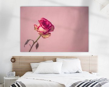 Roze roos von Ronald van der Zon