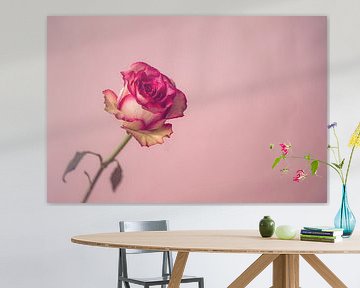 Roze roos sur Ronald van der Zon
