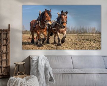 Trekpaarden voorjaarswerkzaamheden by Bram van Broekhoven