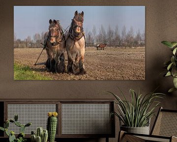Trekpaarden voorjaarswerkzaamheden van Bram van Broekhoven