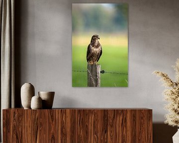 Buizerd van Laurents ten Voorde