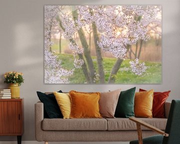 Spring blossem sur Victoria Barberien