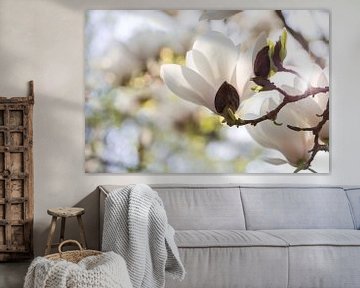 Witte magnolia van Martina Weidner