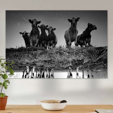 Koeien bij de sloot (zwartwit)