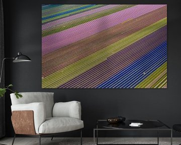 A bulb field seen from above by Menno Schaefer