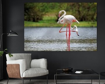 greater flamingo by rene schuiling