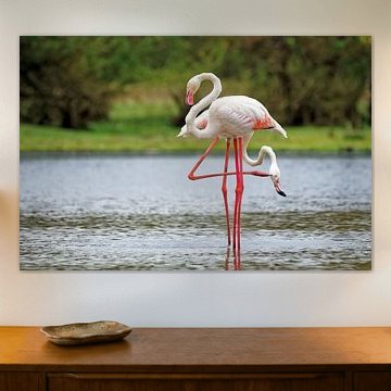greater flamingo
