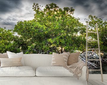 Mangrove Curacao van Keesnan Dogger Fotografie