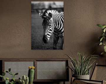 Zebra van Photography by Karim
