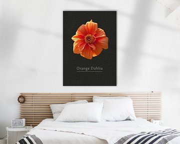 Orange dahlia by Leopold Brix