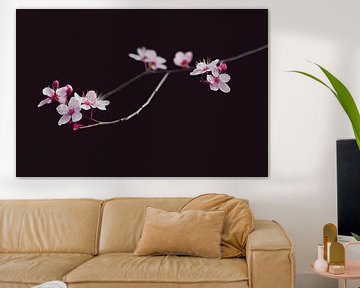 Very beautifull blossom by Elianne van Turennout