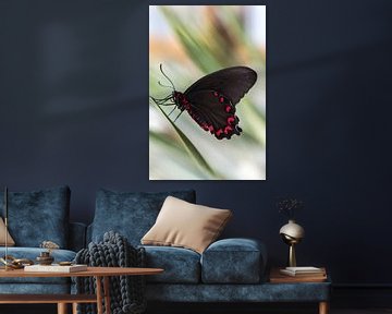 Vlinder (Parides photinus) met pasteltinten op achtergrond