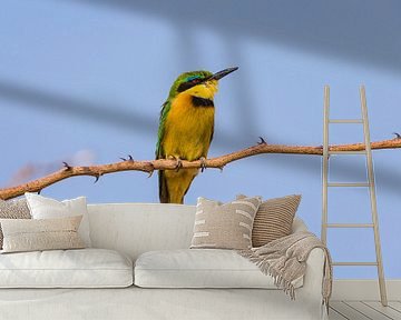 Little Bee-eater by Chris Stenger