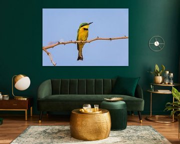 Little Bee-eater by Chris Stenger