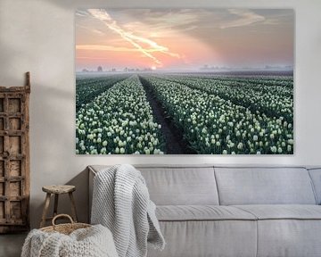 Sunrise tulip fields. by Peter Haastrecht, van