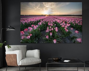 Sunrise tulip fields. by Peter Haastrecht, van