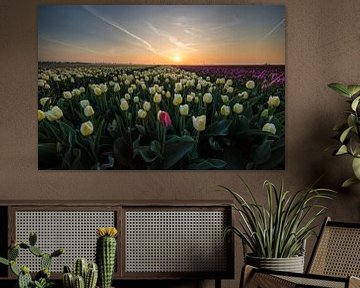 Zonsopkomst tulpenvelden. van Peter Haastrecht, van