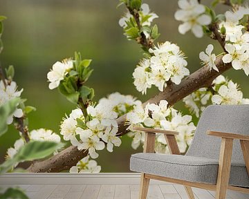 Bloesem van de zoete pruim