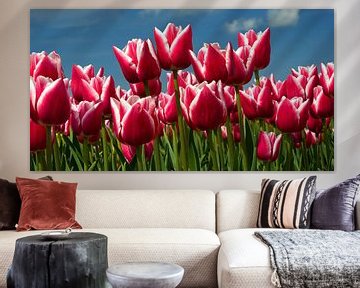 Tulip season in the Netherlands