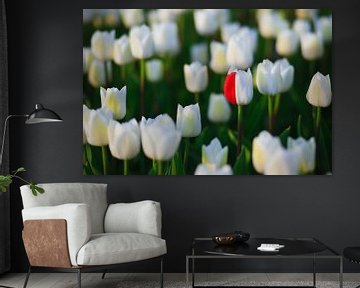 La saison des tulipes aux Pays-Bas