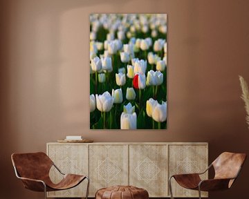 Tulip season in the Netherlands by Henk Meijer Photography