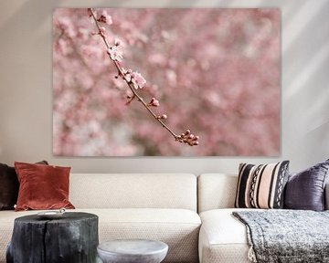 Soft pink cherry blossom by Mayra Fotografie