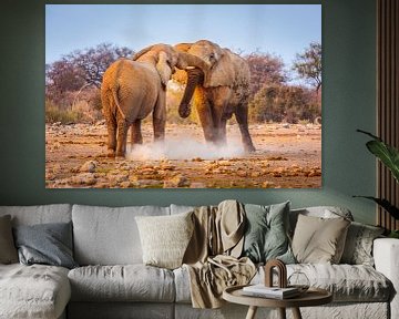 Éléphant d'Afrique ; deux taureaux de combat sur Chris Stenger